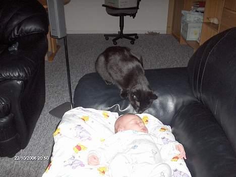 Huskat freja billede 20