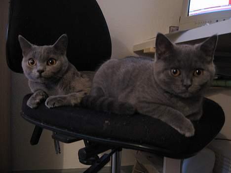 British Shorthair Alrune - Alrune med sin nye bedste ven, Røskva billede 9