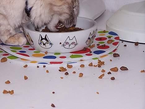 Balineser Naomi R.I.P - Jeg ser fin og fornem ud, men det glemmer jeg, når jeg spiser billede 16