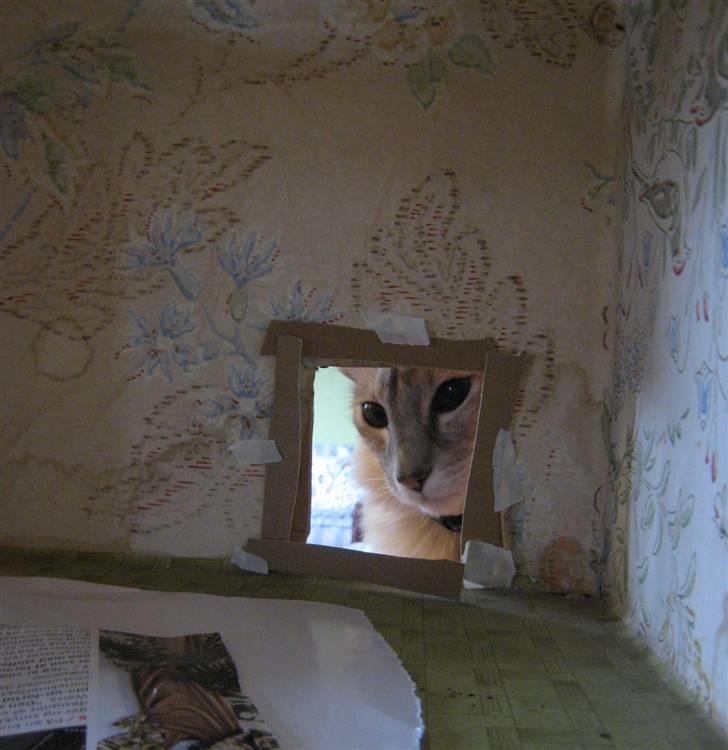 Balineser Naomi R.I.P billede 17