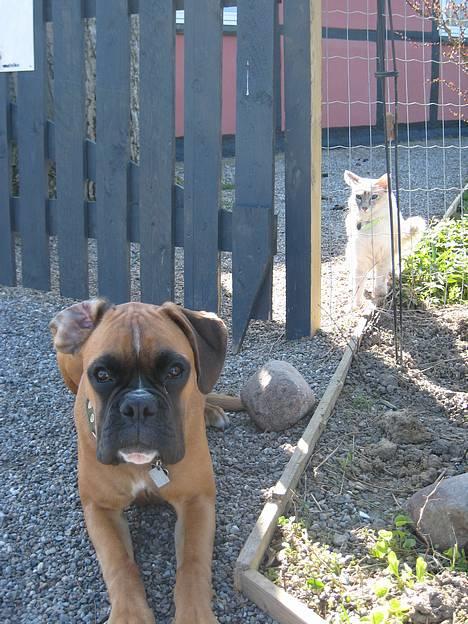 Balineser Naomi R.I.P - Naomi og vores boxerhvalp billede 18