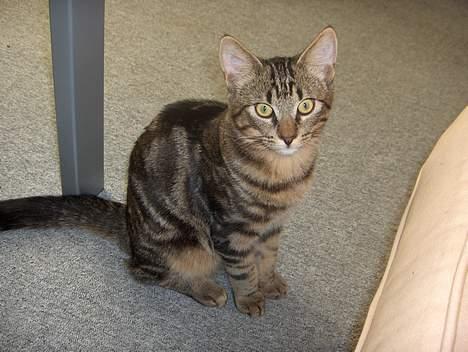 Blanding af racer buller - hvorfor glor du på mig?? gi mig noget mad istedet.. billede 8