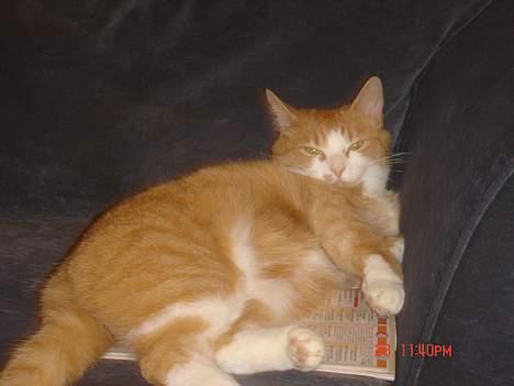 Blanding af racer Cæsar - ja nu er det mig der har ugebladet... billede 10