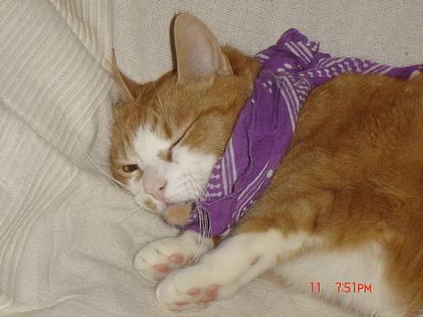 Blanding af racer Cæsar - har lidt ondt i halsen.. billede 11