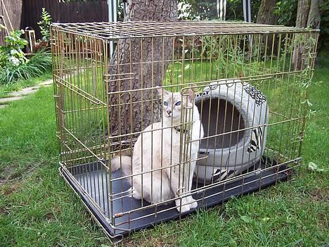 Balineser Naomi R.I.P - Naomi nyder solskinsvejret billede 19