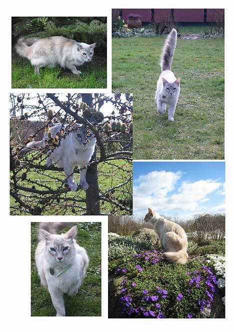 Balineser Naomi R.I.P - Flere billeder.......... billede 20