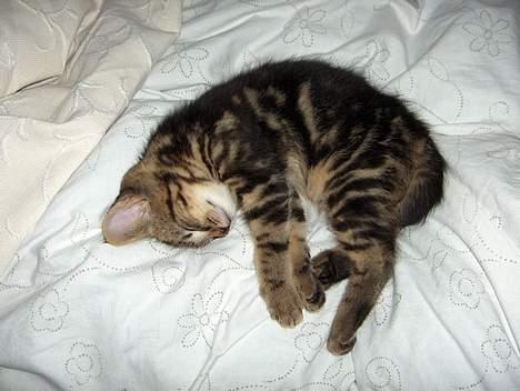 Blanding af racer buller - nu ska vi sove lidt i mors og fars seng... igen efter maden selvfølgelig... billede 9