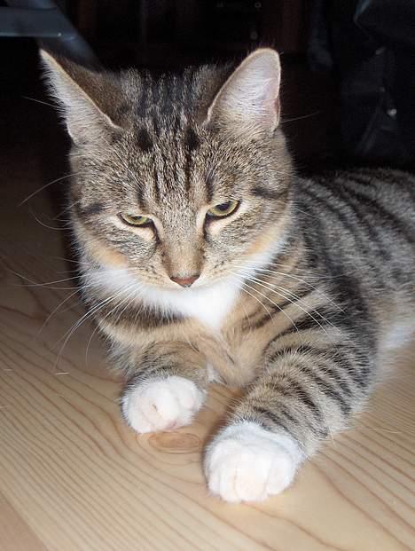 Huskat Mille - RIP - 25-11-06 billede 11