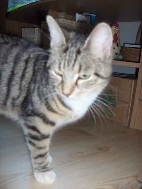 Huskat Mille - RIP - 25-11-06 billede 12