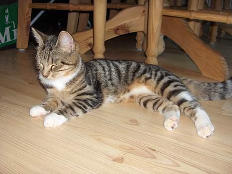 Huskat Mille - RIP - 25-11-06 billede 13