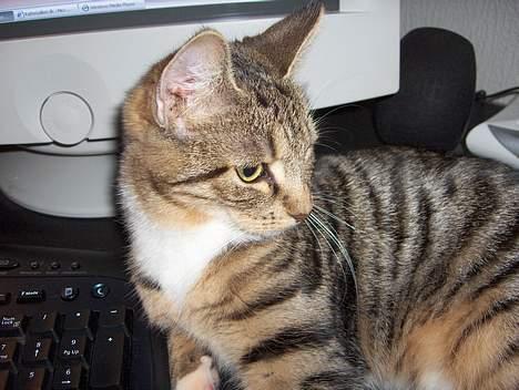 Huskat Mille - RIP - 25-11-06 billede 14