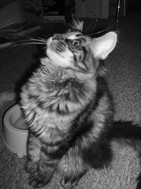 Maine Coon Havana - Hvor er jeg blevet stor. billede 14