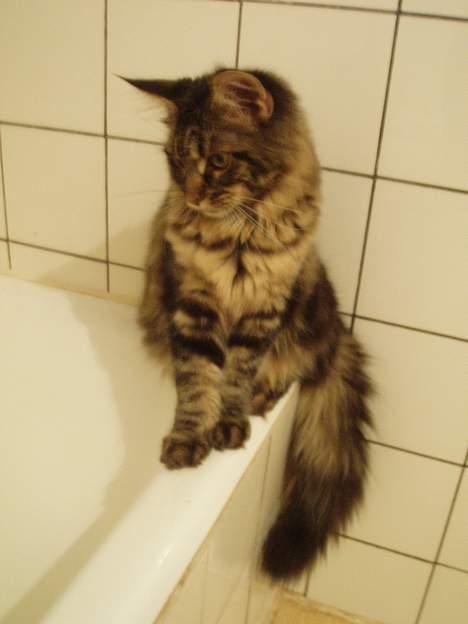 Maine Coon Havana - Bare jeg nu ikke falder i. billede 15