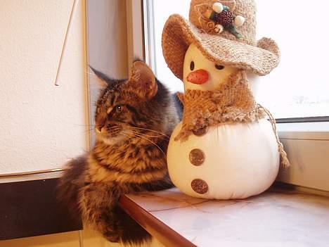 Maine Coon Havana - Snemanden og Havana slapper af efter en hård dag... billede 16