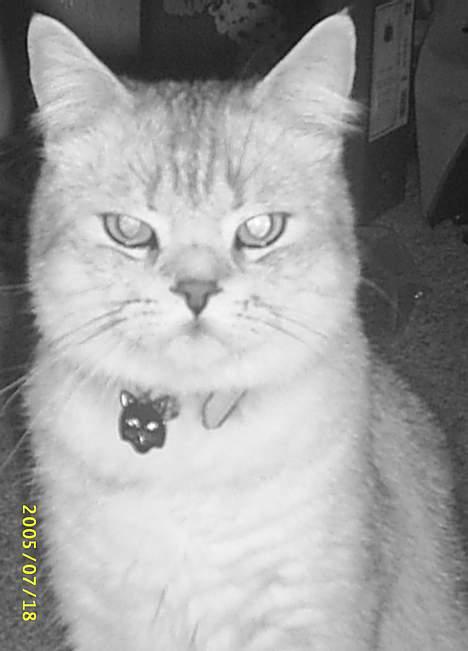 British Shorthair Silver billede 1