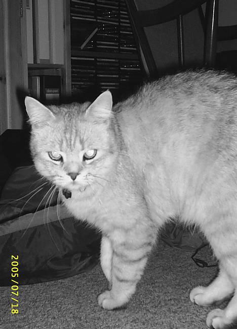 British Shorthair Silver billede 2
