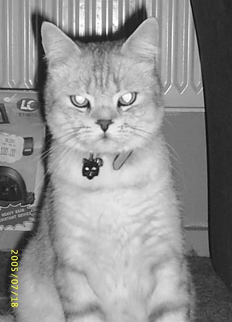 British Shorthair Silver billede 3