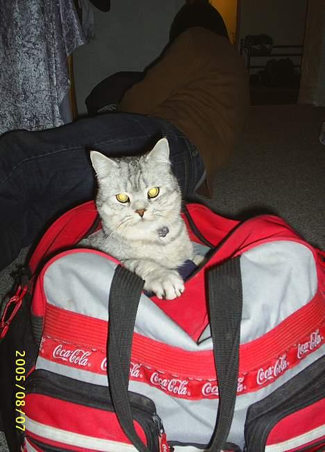 British Shorthair Silver billede 5