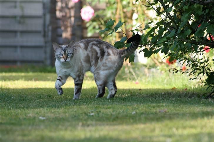 Bengal  Sesse *IP* billede 4
