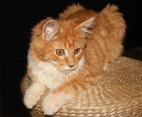 Maine Coon Frode billede 1