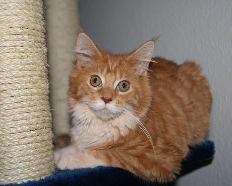 Maine Coon Frode billede 2