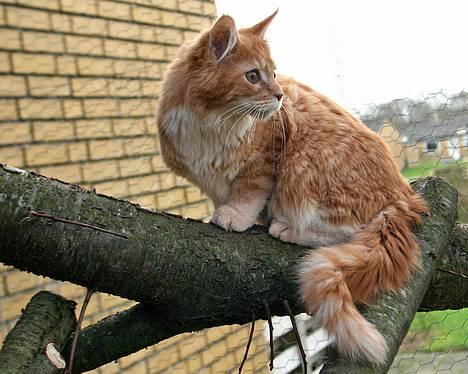 Maine Coon Frode billede 3