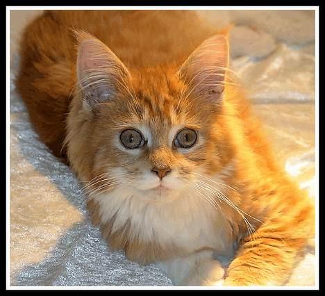 Maine Coon Frode billede 4