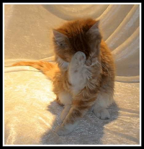 Maine Coon Frode billede 5