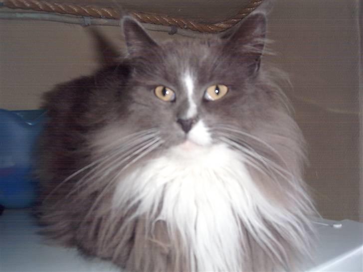 Maine Coon Pjuske billede 1