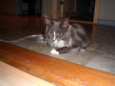 Maine Coon Pjuske billede 2