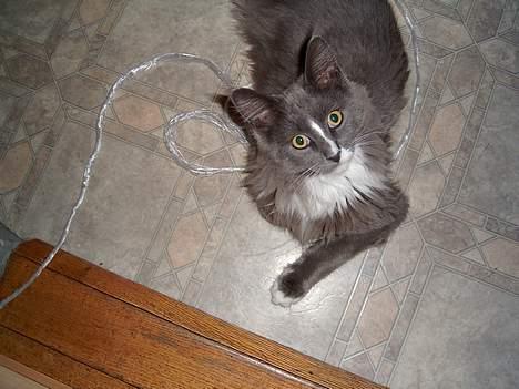 Maine Coon Pjuske billede 3