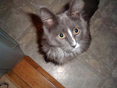 Maine Coon Pjuske billede 4