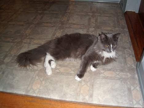 Maine Coon Pjuske billede 5