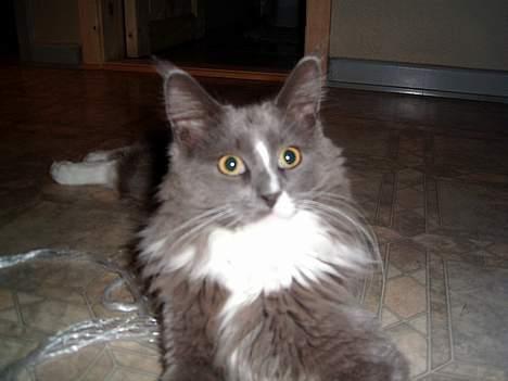 Maine Coon Pjuske billede 6