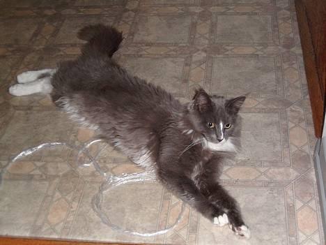 Maine Coon Pjuske billede 7