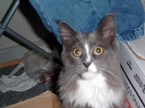 Maine Coon Pjuske billede 8