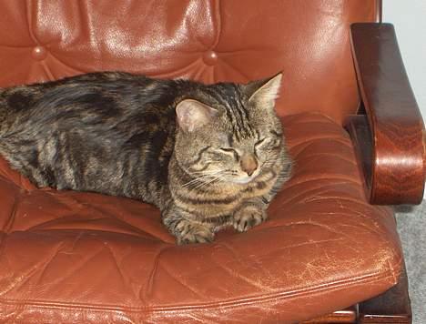 Blanding af racer buller - så flader vi li lidt ud efter aftensmaden... billede 10