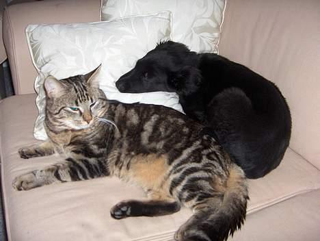 Blanding af racer buller - her ligger buller med vores lille labradorhvalp på 5 kg. buller er jo en del større:-) billede 11