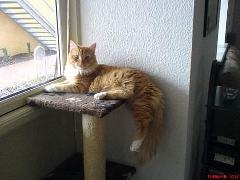 Maine Coon Oscar billede 1