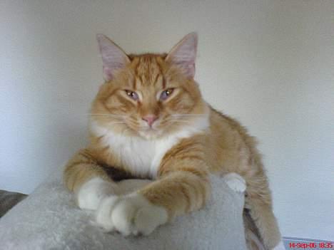 Maine Coon Oscar billede 2