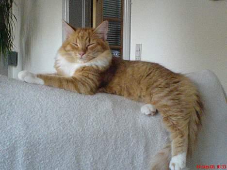 Maine Coon Oscar - Det er Oscars sofa ryg. billede 3