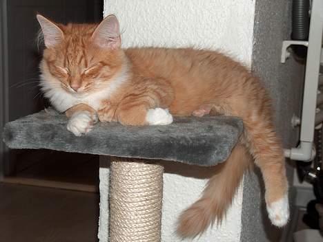 Maine Coon Oscar billede 4