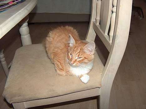 Maine Coon Oscar billede 5