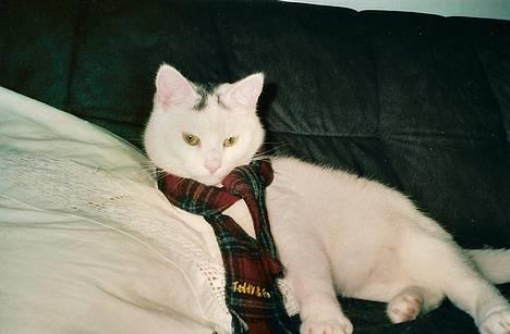 Huskat Samson R.I.P - Det er godt med et tørklæde,når det er så koldt... billede 4