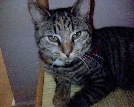 Huskat Gucci - Gucci :O) billede 1