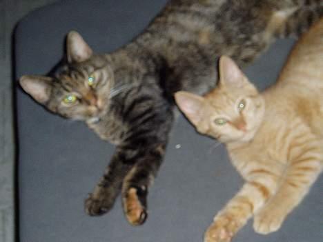 Huskat Gucci - Mor (Gucci) & Søn (Sofus) :) billede 3