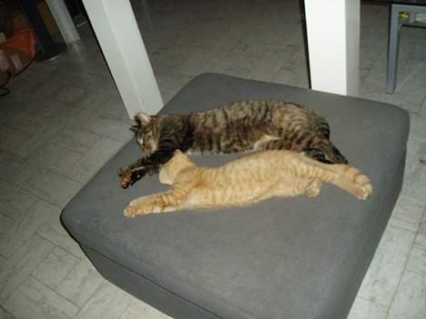 Huskat Gucci billede 4