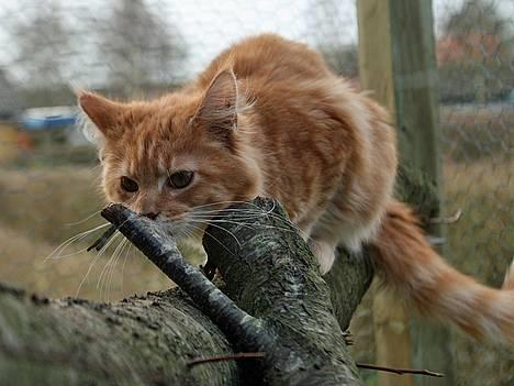 Maine Coon Frode billede 6