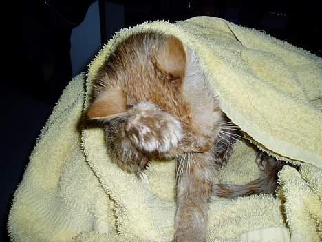 Huskat Sofus - Ikk billeder nu... - har lige været i bad. billede 1