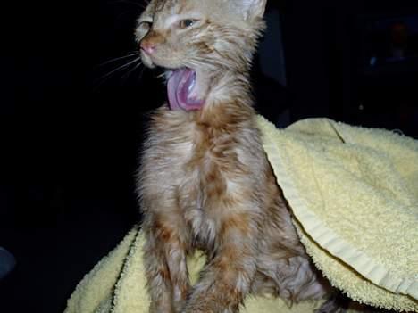 Huskat Sofus - Så er det store vaske dag :) billede 2